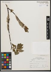 Foto von Salix L.